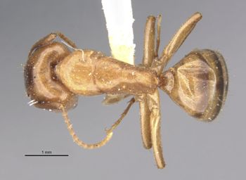 Media type: image;   Entomology 21585 Aspect: habitus dorsal view